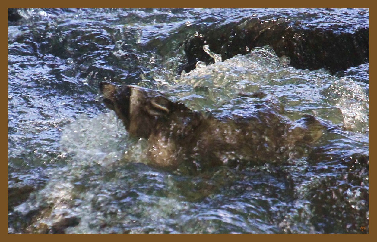raccoon 7-29-14-229c2b.JPG