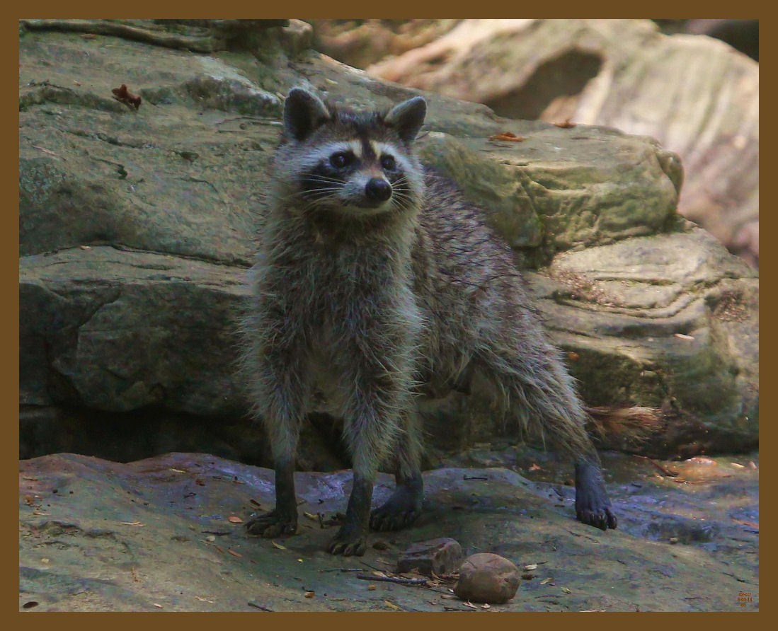 raccoon 8-3-14-191b.JPG