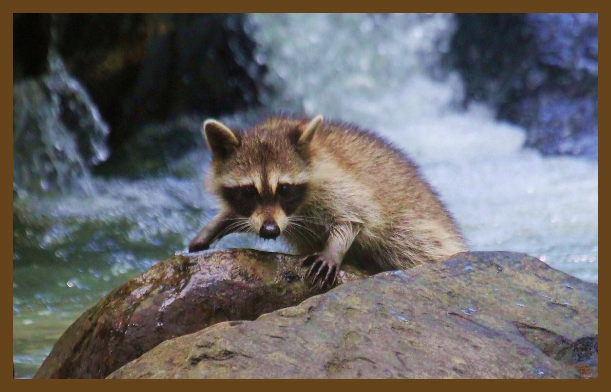 raccoon 8-3-14-109c2b.JPG