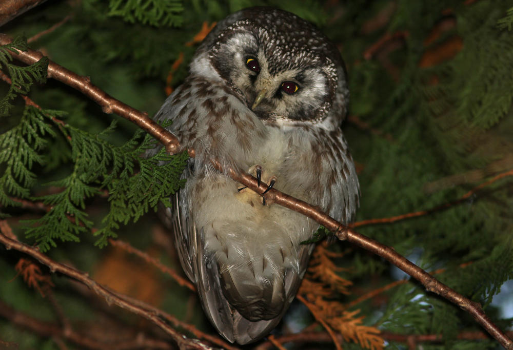 Boreal Owl Aegolius funereus Alnarpsparken 20111220a.jpg
