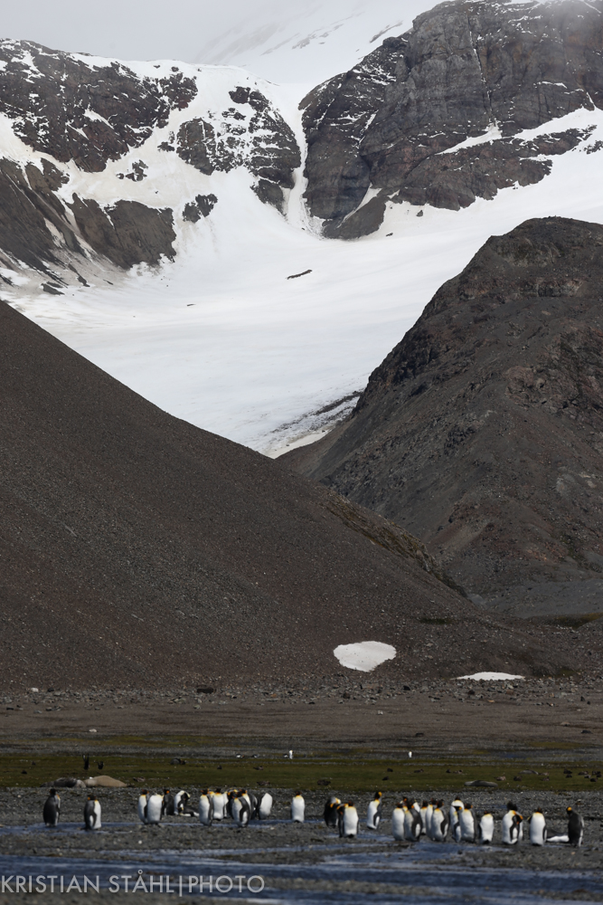 Right Whale Bay South Georgia 141207 82.jpg