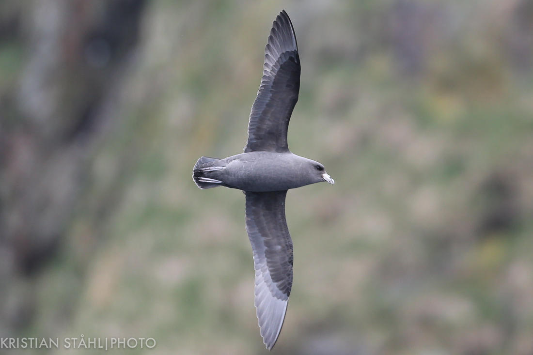 Northern Fulmar Fulmarus glacialis rodgersii MednyCommander Islands 20160530.2.jpg