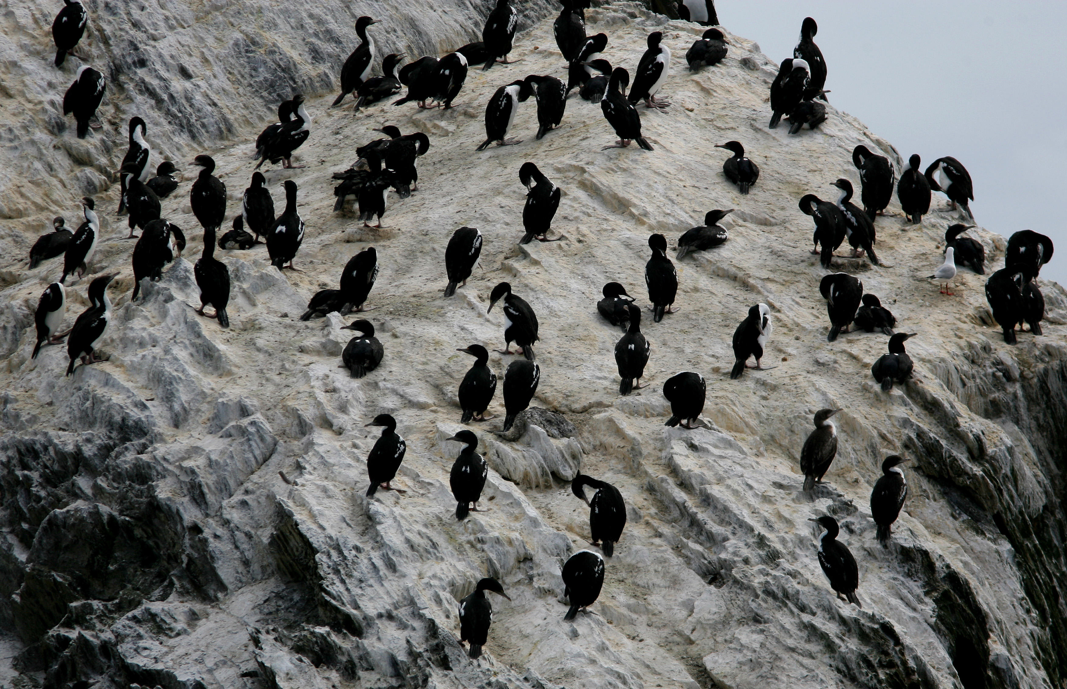 071204 1i King Shag Leucocarbo carunculatus colony at White Rocks Marlborough Sounds.jpg