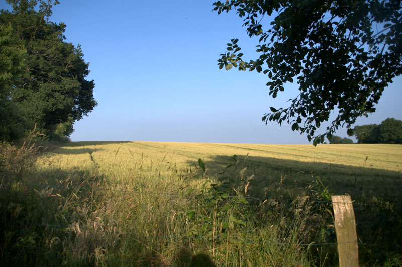 14th July 2013 <br> cornfield