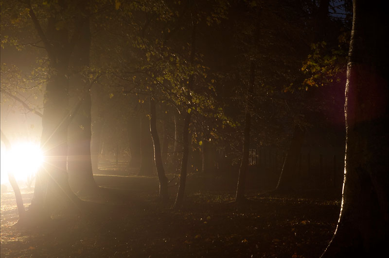 19th October 2013 <br>  woods at night in the rain