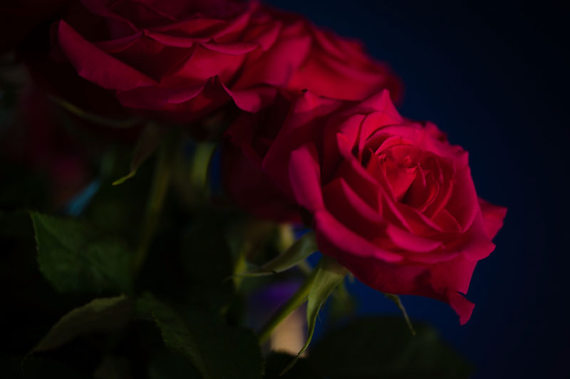 10th January 2014 <br> red rose
