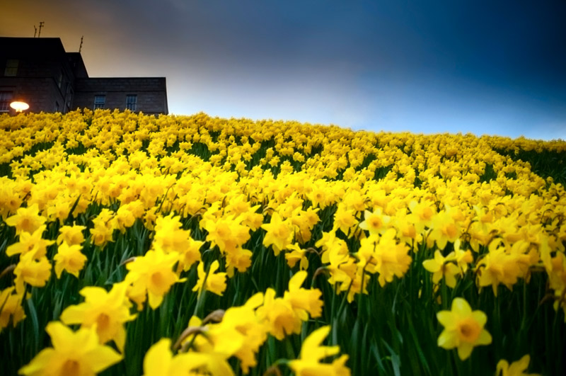 9th April 2014  hill of daffodils