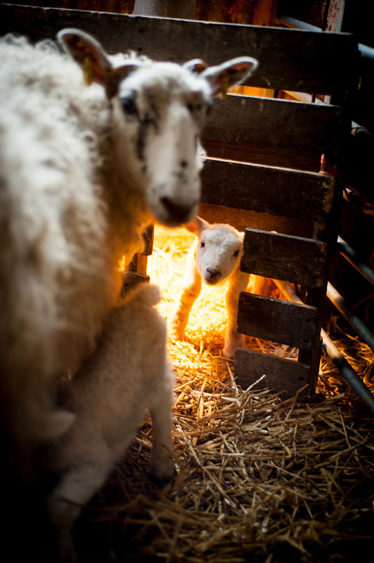 17th April 2014  Lambs