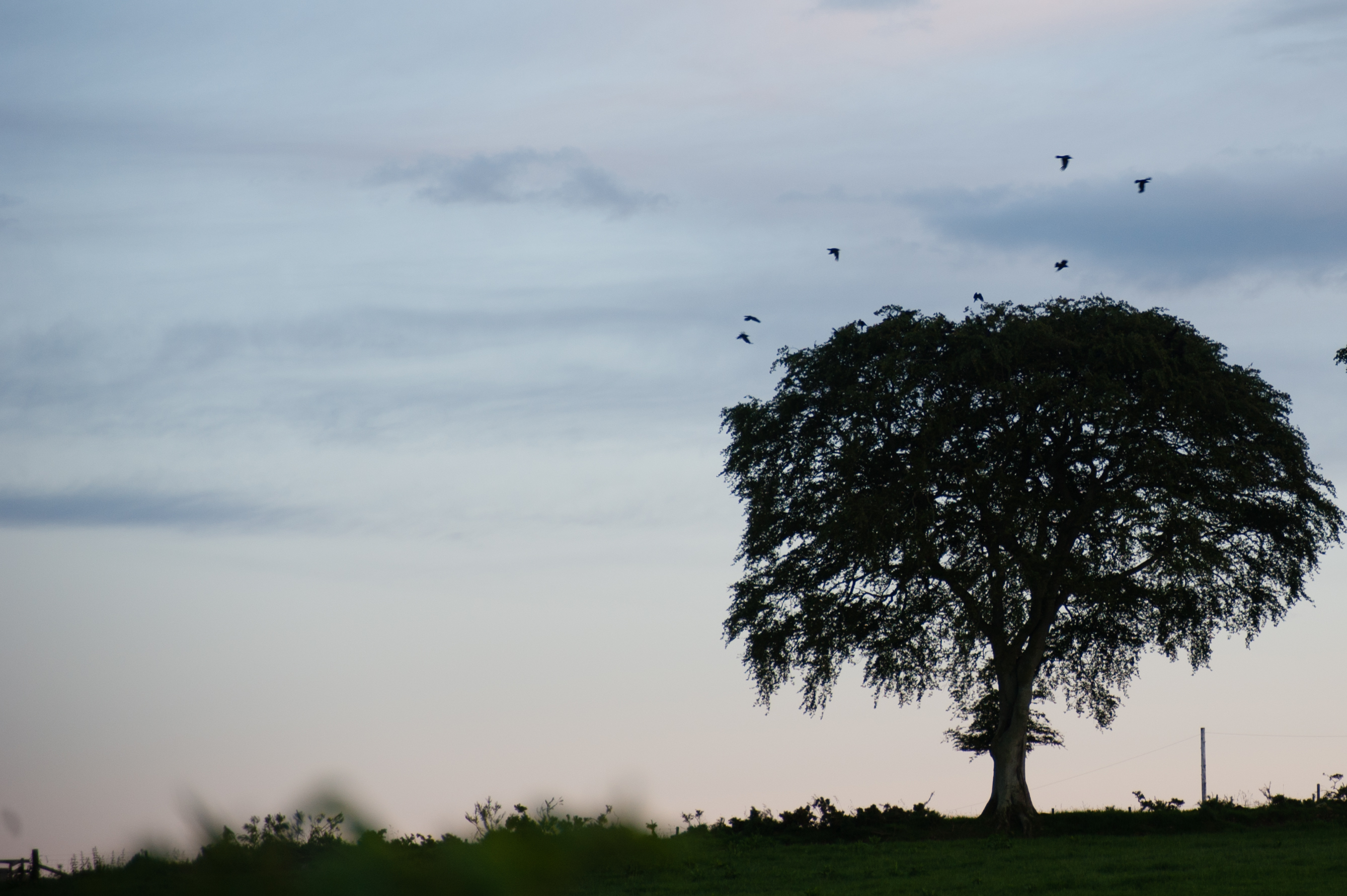 10th June 2014 <br> gone to roost