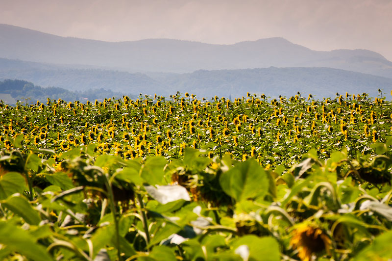1st August 2014  sunflower field