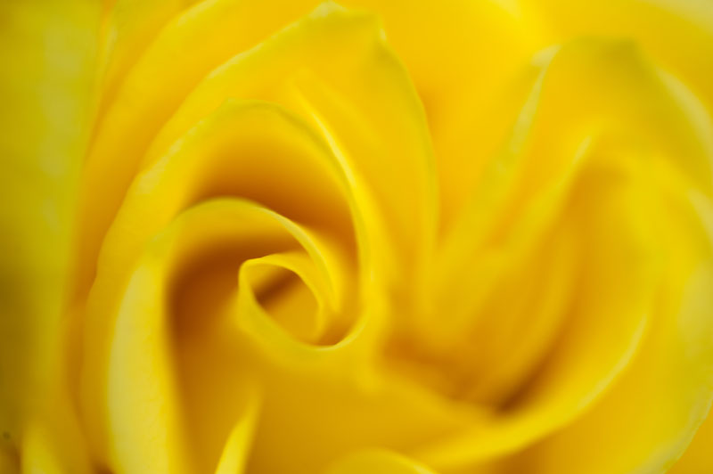 5th August 2014 <br> yellow rose