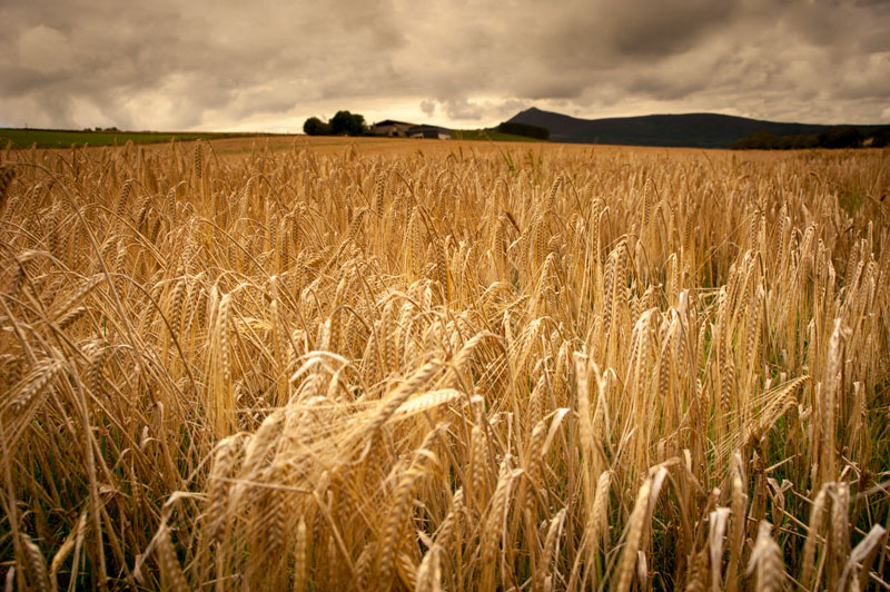 31st August 2014 <br> barley