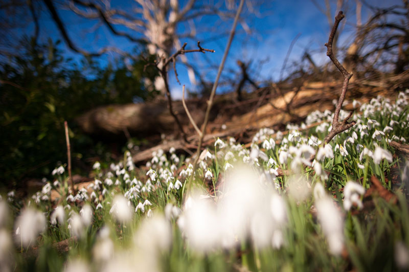 21st February 2015  Hill of snowdrops