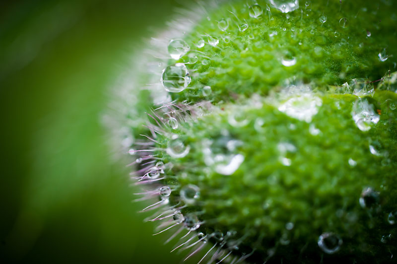 31st May 2015 <br> wet poppy