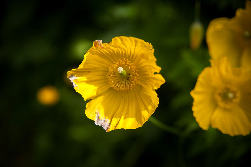 1st June 2015 <br> yellow poppies