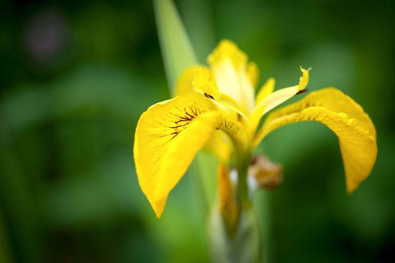 24th June 2015 <br> iris