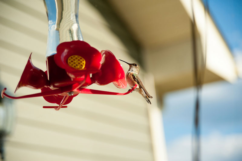 22nd July 2015  humming bird
