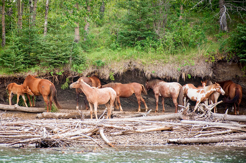 24th July 2015 <br> wild horses