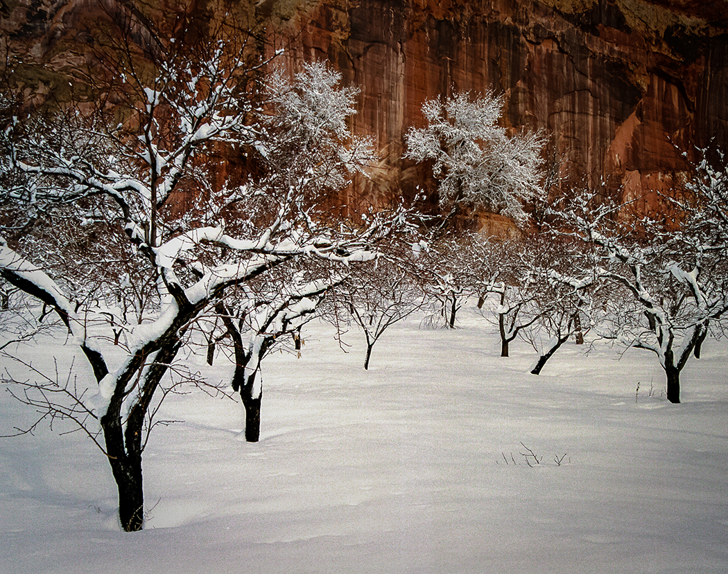 Orchard - Capitol Reef National Park