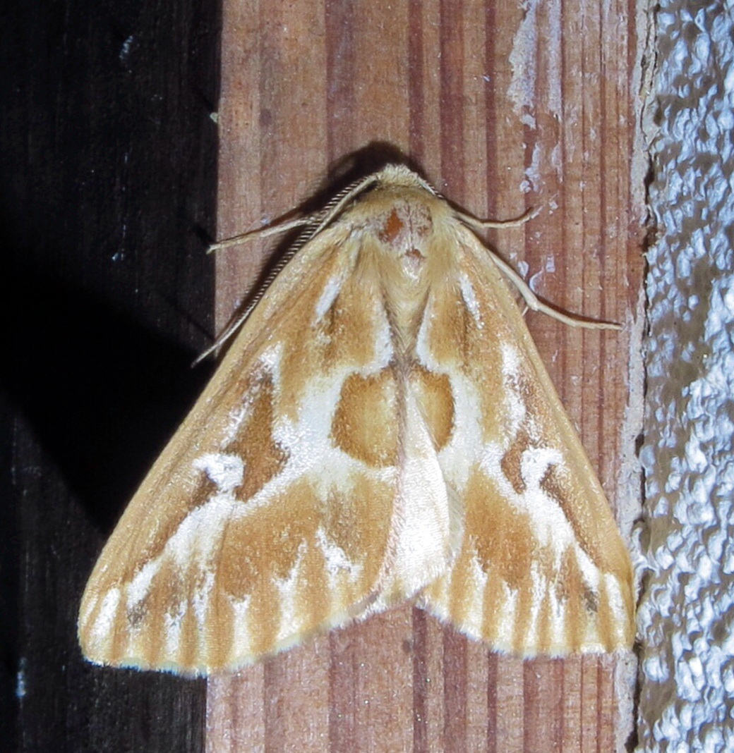 6864, Caripeta pineata, Northern Pine Looper  