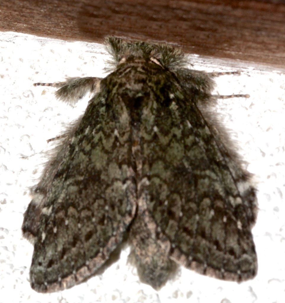 7990, Heterocampa umbrata, White-blotched Heterocampa