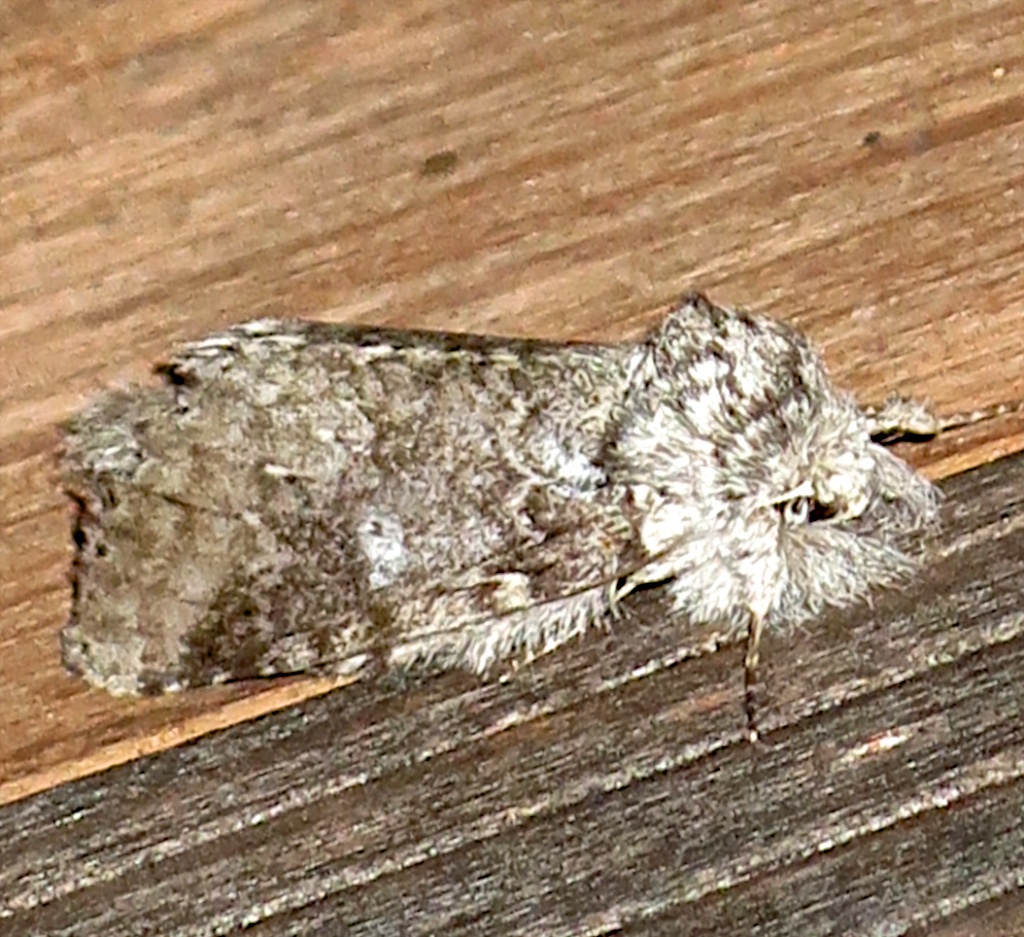 7998, Lochmaeus manteo,  Variable Oakleaf Caterpillar Moth