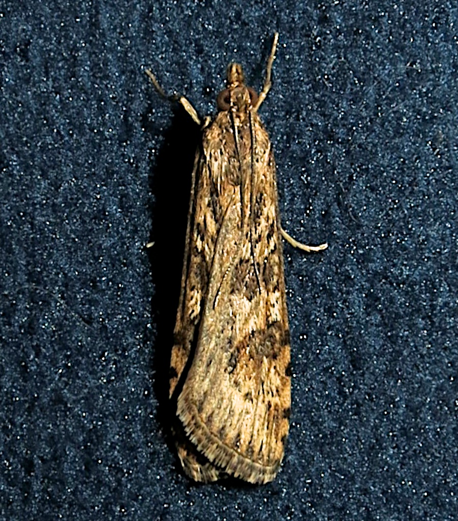 5156, Nomophila nearctica, Lucerne Moth