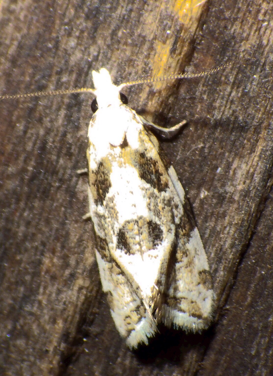  3754,  Aethes angulatana 