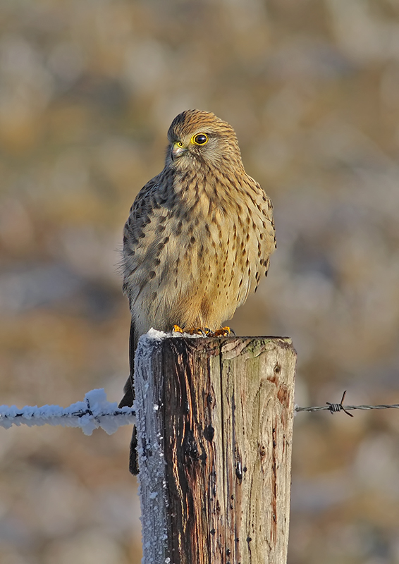 Common Kestrel (Falco tinnunculus) 