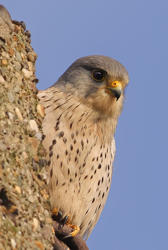 Common Kestrel (Falco tinnunculus) 