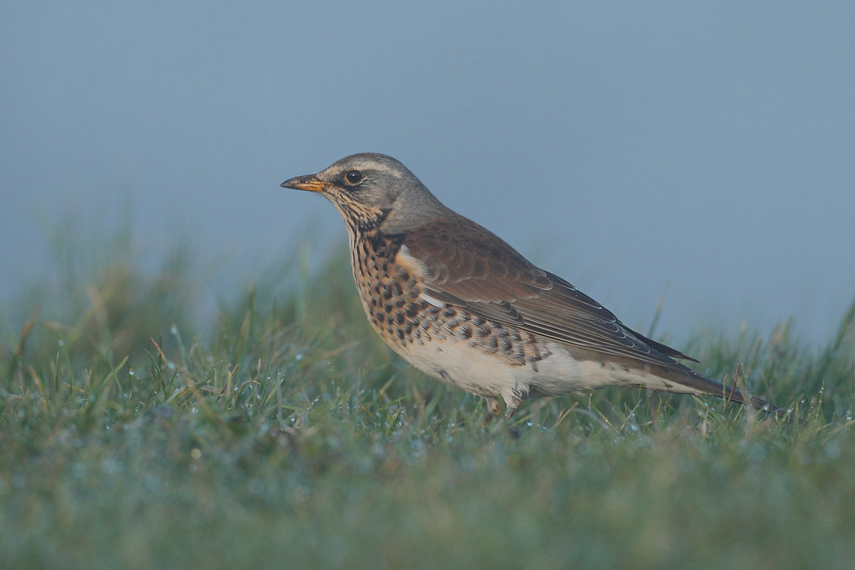 Fieldfare (Turdus pilaris)