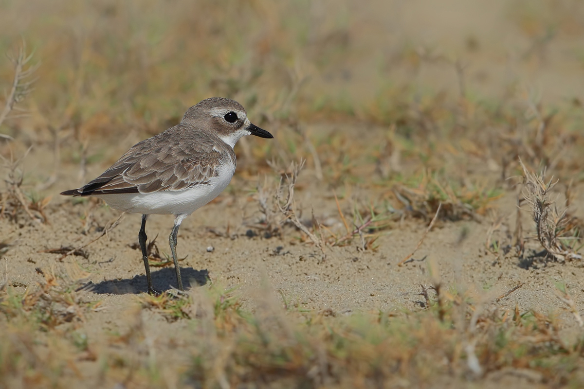 Tibetan Sand Plover (Charadrius atrifrons)