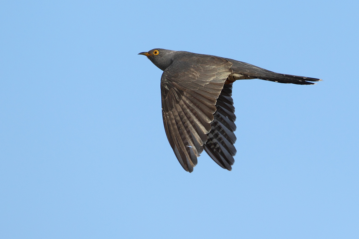 Common Cuckoo (Cuculus canorus)