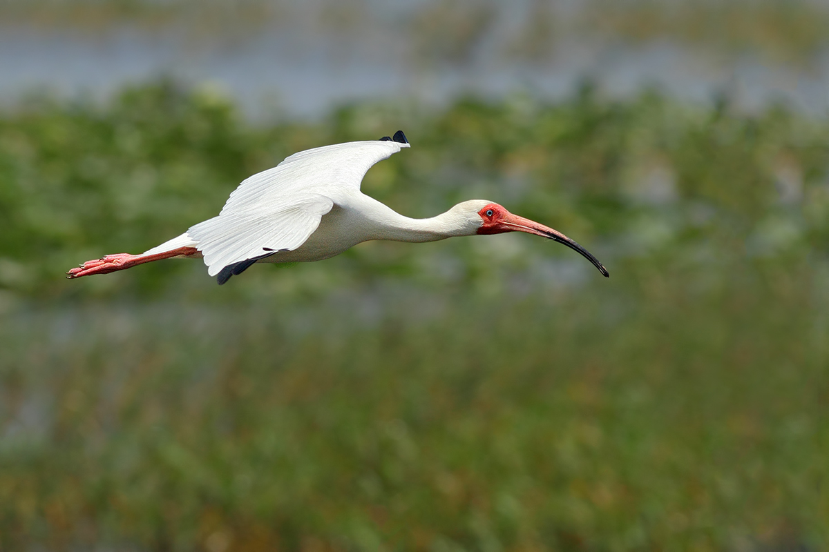 American white ibis (Eudocimus albus)