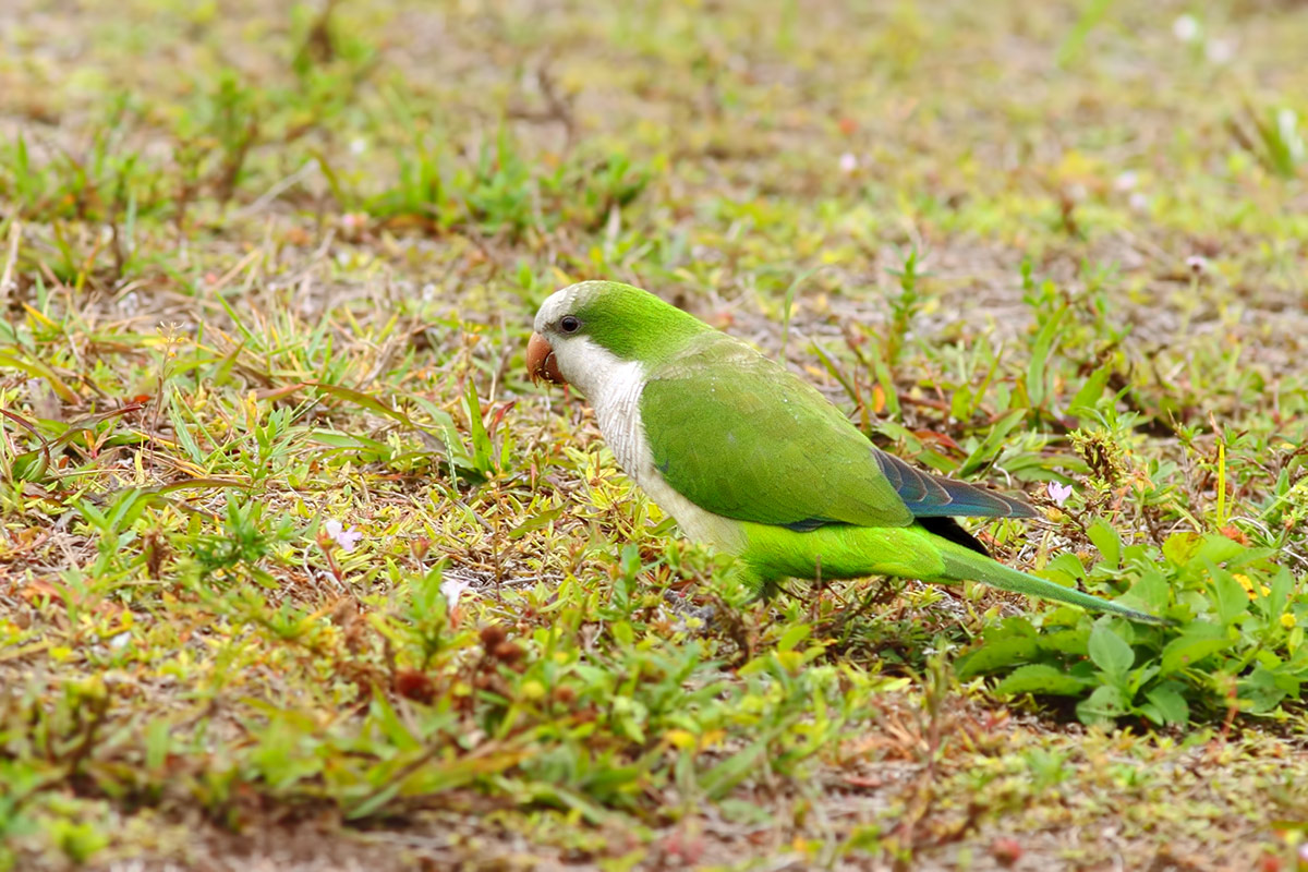 Monk Parakeet aka Quaker Parrot (Myiopsitta monachus)