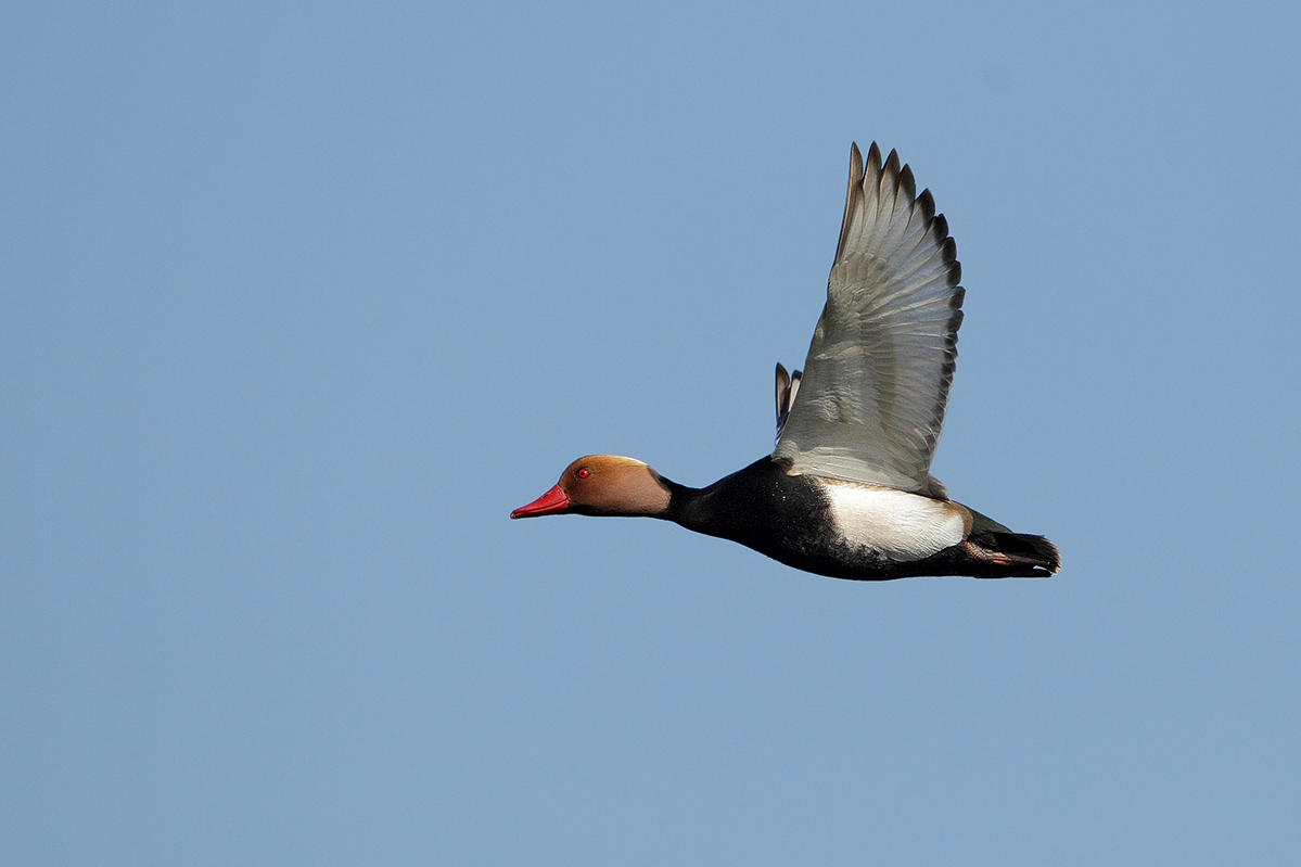 Red-Crested Pochard (Netta rufina)