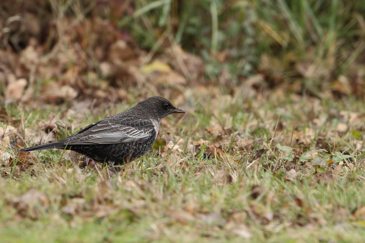 Ring Ouzel (Turdus torquatus) 