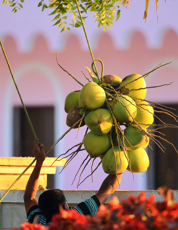 Harvest