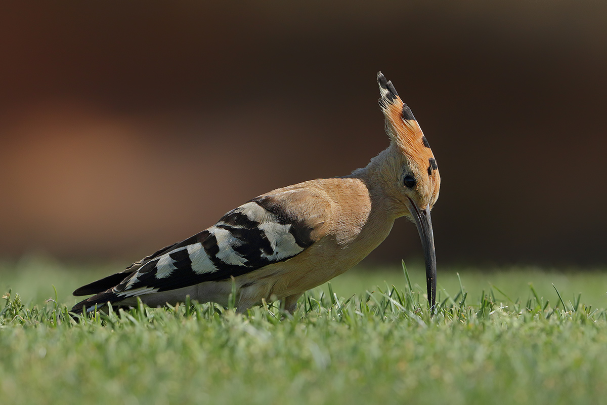 Hoopoe - (Upupa epops)