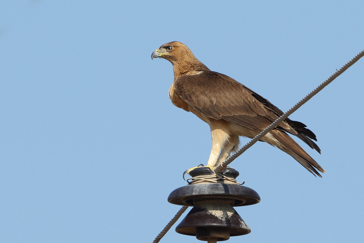 Bonellis Eagle (Aquila fasciata)