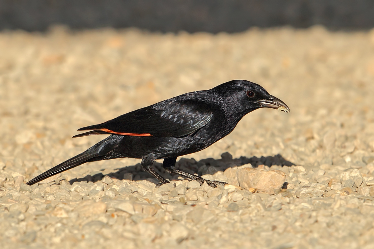 Tristrams Grackle (Onychognathus tristramii) 