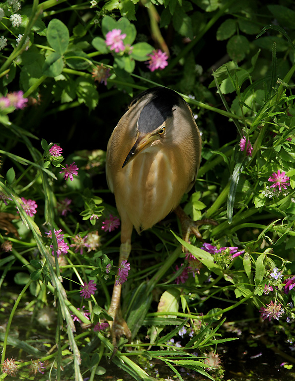 Little Bittern (Ixobrychus minutus) 