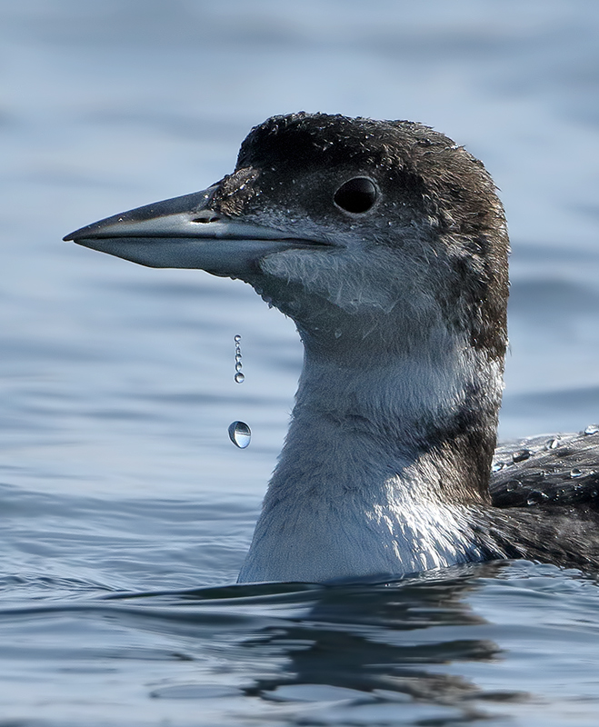 Gallery Great Northern Diver