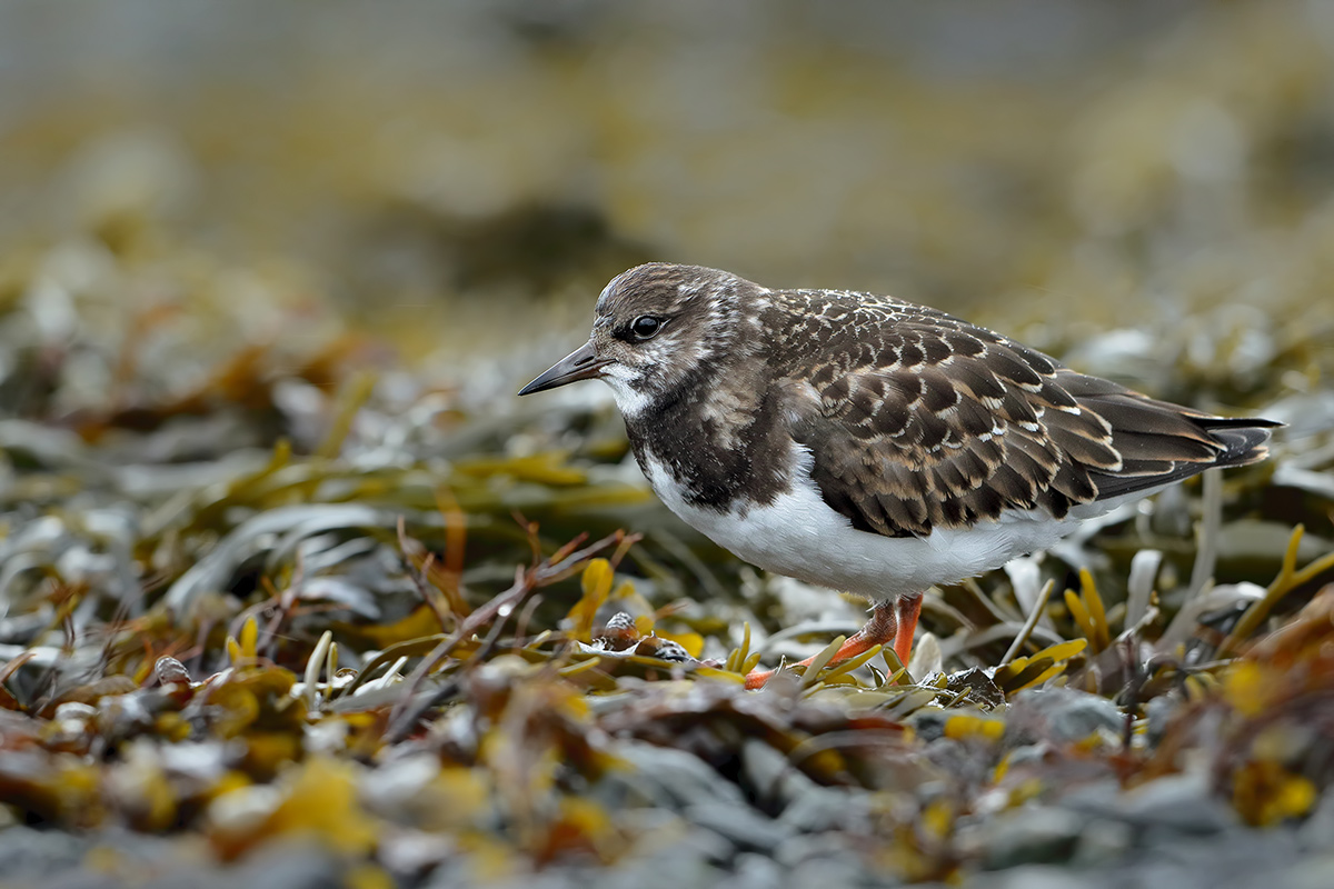 Ruddy Turnstone (Arenaria interpres)