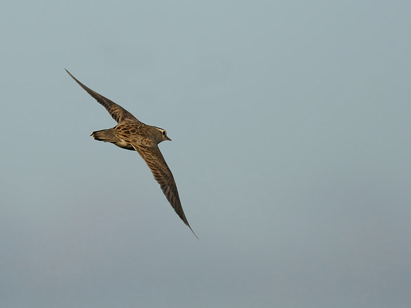 Eurasian dotterel (Eudromias morinellus)