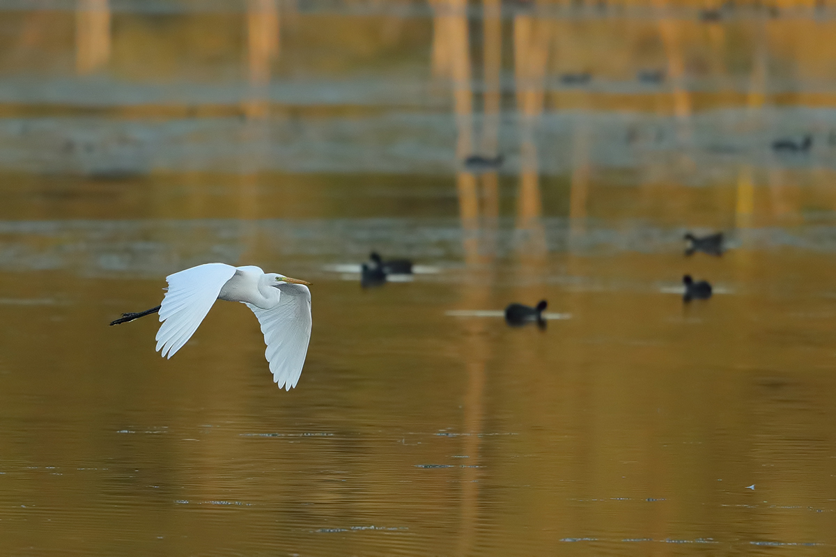 Great Egret (Ardea alba)