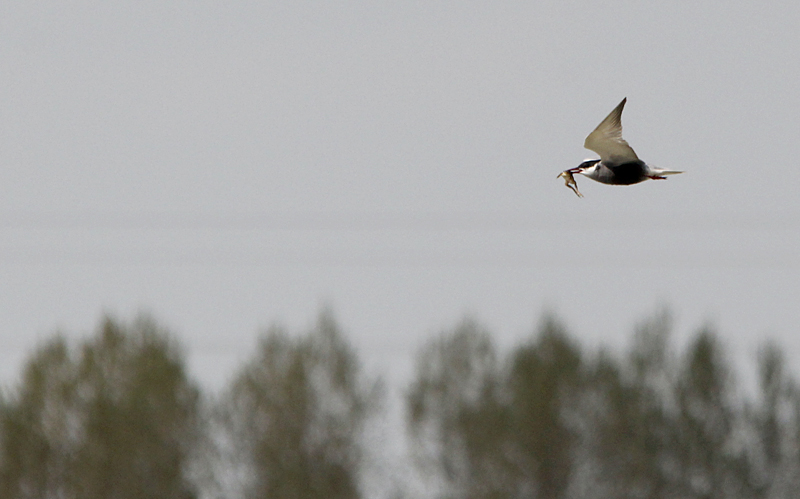 Witwangstern / Whiskered Tern / Chlidonias hybrida