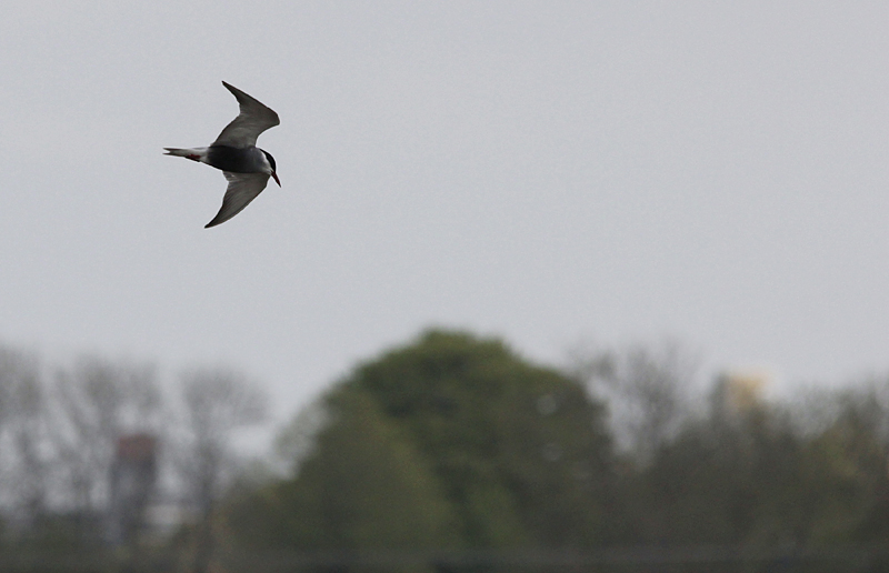 Witwangstern / Whiskered Tern / Chlidonias hybrida