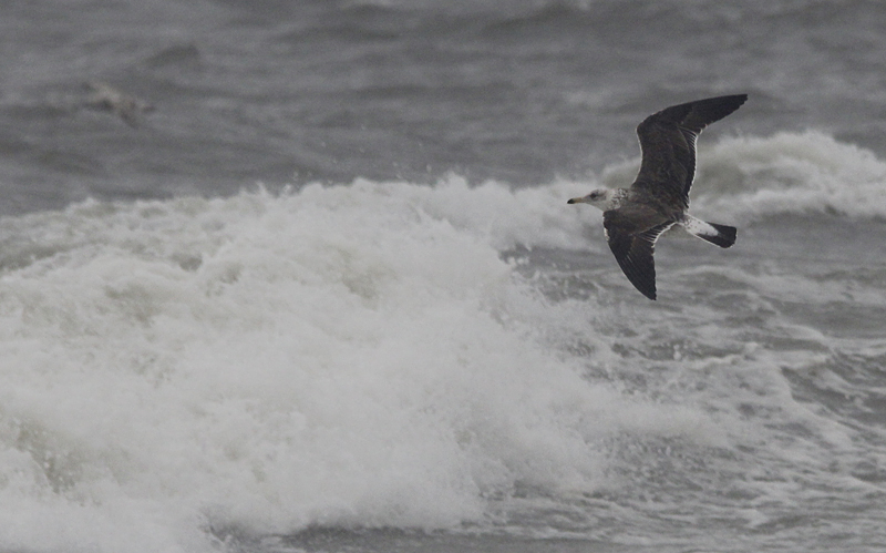 Baltische Mantelmeeuw / Baltic Gull / Larus fuscus fuscus