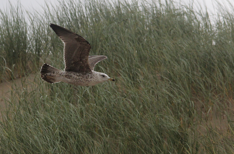Baltische Mantelmeeuw / Baltic Gull / Larus fuscus fuscus